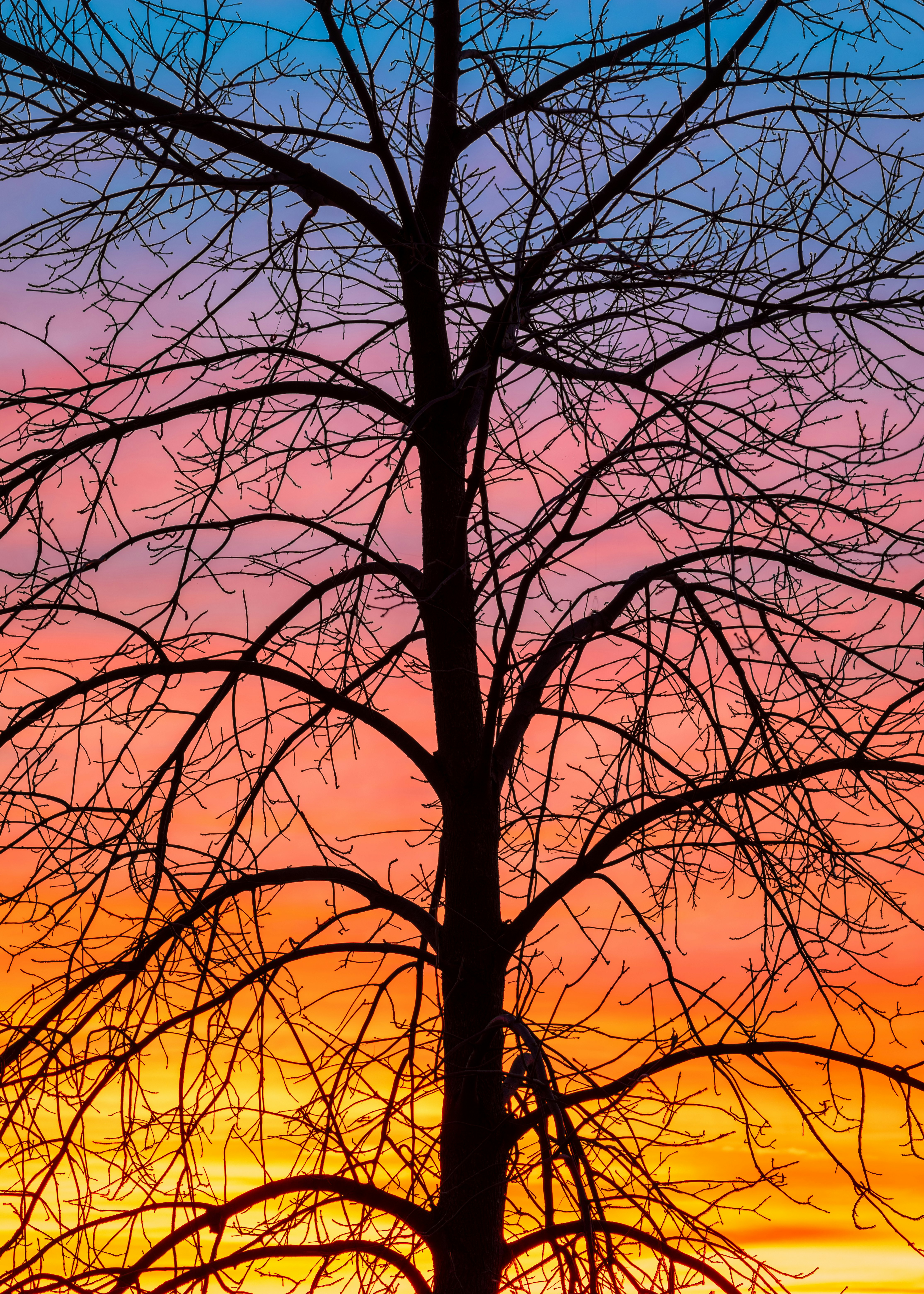 silhouette of bare tree during golden hour